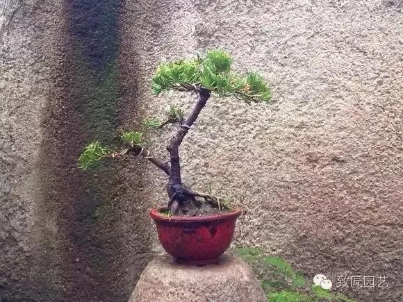 ky.com：【香菇烧鸡块】的做法+配方，咸香可口非常好吃的