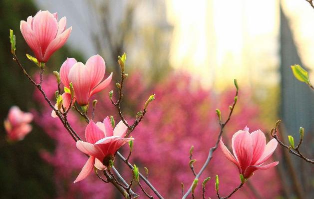 【ky.com】方城县清河镇西学区举行教师赛课大教研活动(图2) 【ky.com】方城县清河镇西学区举行教师赛课大教研活动(图2)