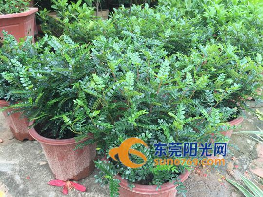 高招录取正陆续公布，考生可上网查询【kycom】(图3)