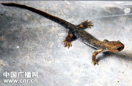 今年春季开学书法教育将纳入中小学教学体系_ky.com